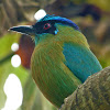 Lesson´s Motmot