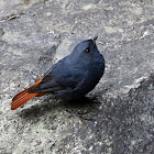 Plumbeous Water Redstart Male