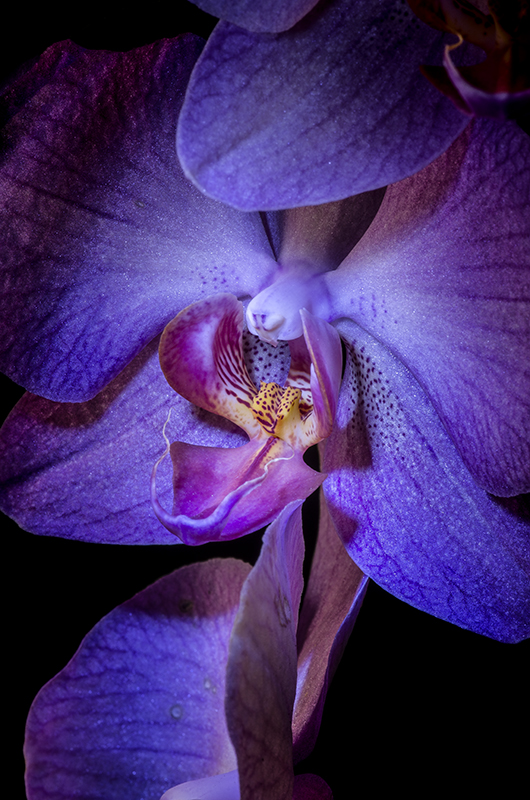 Orchidea di ilciclonelatino