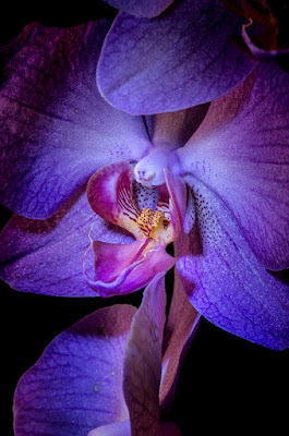 Orchidea di ilciclonelatino