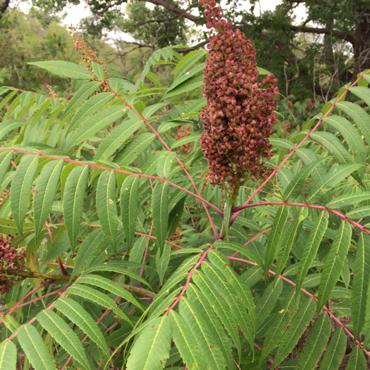 Smooth sumac