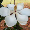 Southern Magnolia