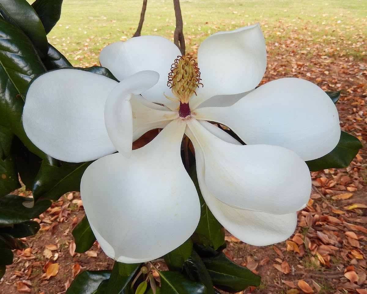 Southern Magnolia