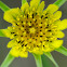 Yellow Salsify; Barbaja Amarilla