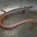 Mole Skink