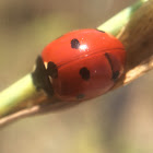 Seven-Spotted Ladybug