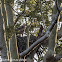 Wallace's Hawk Eagle