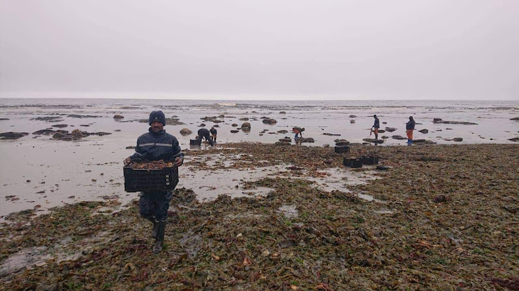 It is unsafe to eat kreef affected by red tide.