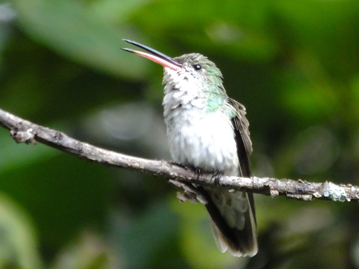 Green and white Hummingbird