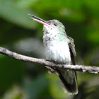 Green and white Hummingbird