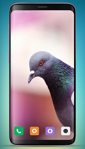 Pigeon Wallpaper HD