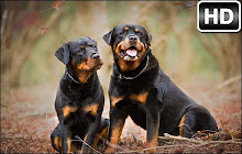 Rottweiler Cute Dogs Wallpapers HD Dog NewTab small promo image