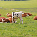 Herd of cows on grass field