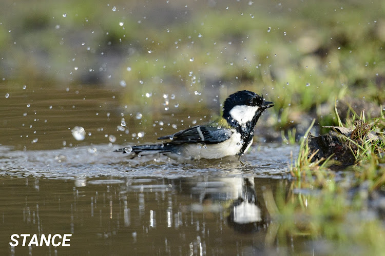 エブリイバンのちょい上げエブリイ・車中泊仕様・シティオフローダー・野鳥撮影・二兎を追う者は一兎をも得ずに関するカスタム事例の投稿画像16枚目