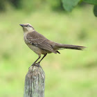 Chalk-browed Mockingbird