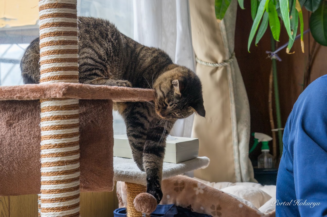 キャットタワーで遊ぶニャン太郎ちゃん