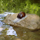 Roman snail