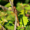 Needham's Skimmer Dragonfly