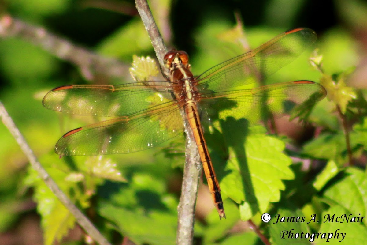 Needham's Skimmer Dragonfly