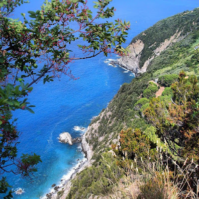 Macchia mediterranea di alessiopiacentini