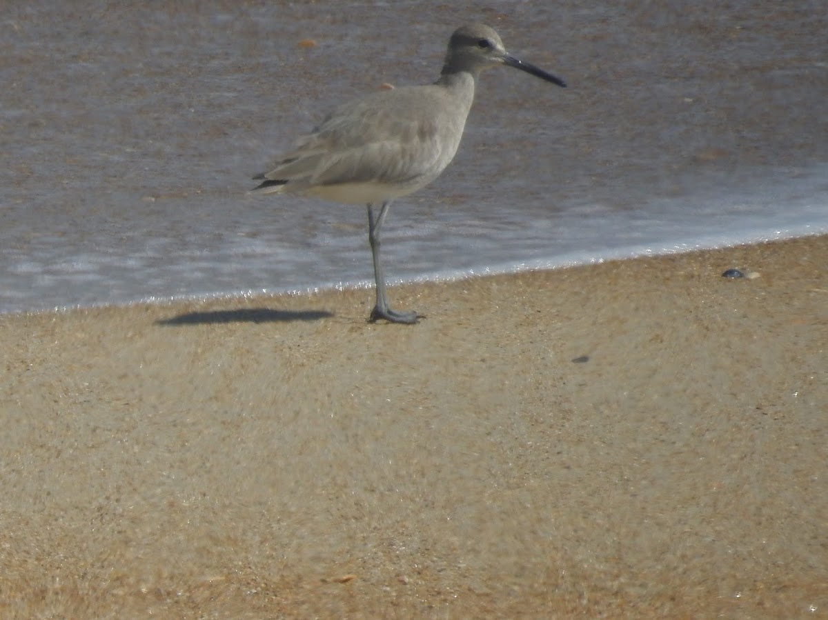 Willet