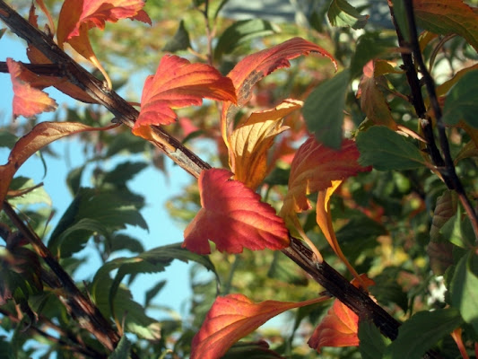 Rosso Autunnale di rubis