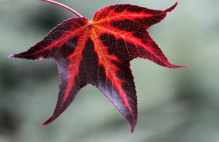 Autumn in Red di Massimo Botti