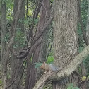 Eastern Gray Squirrel