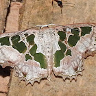 Green-slice Scopula moth