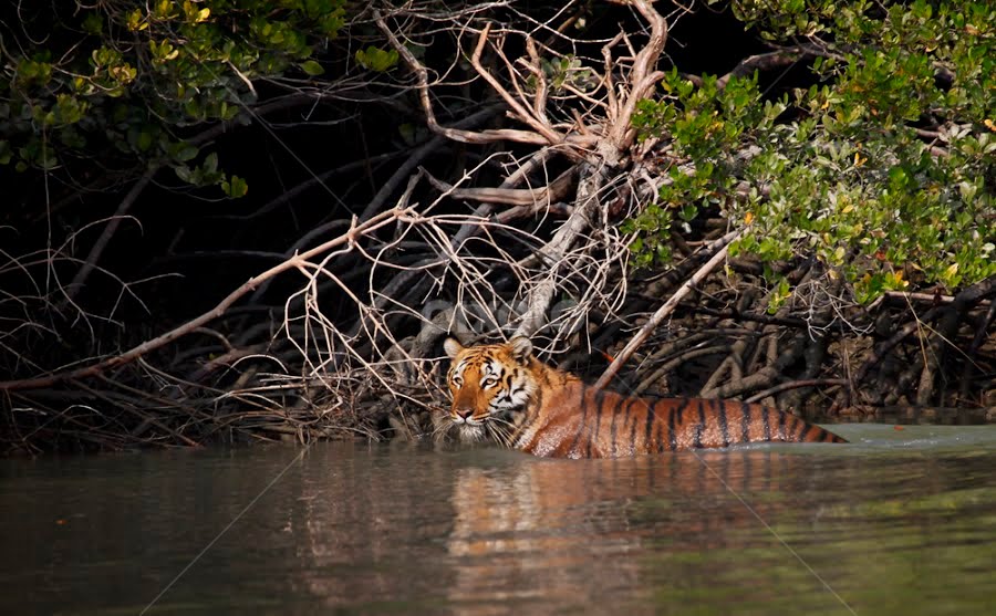 The Royal Bengal Tiger - Tiger Safari India