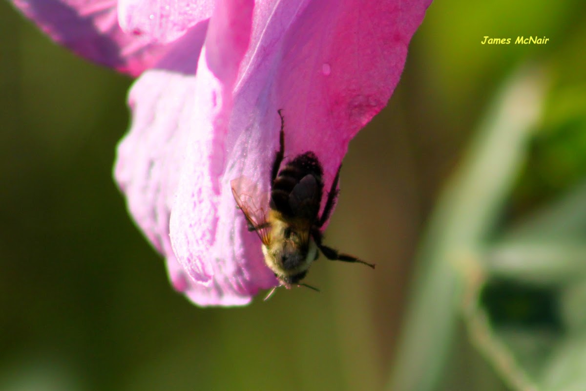 Eastern Carpenter Bee