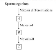 Spermatogenesis