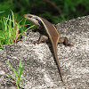 Common Keeled Skink