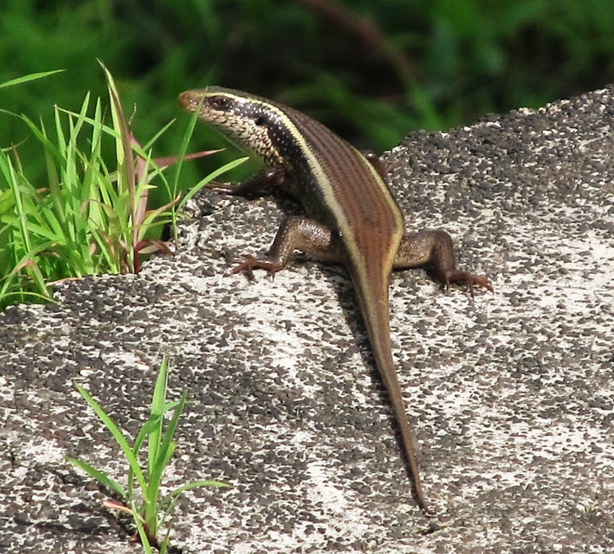 Common Keeled Skink