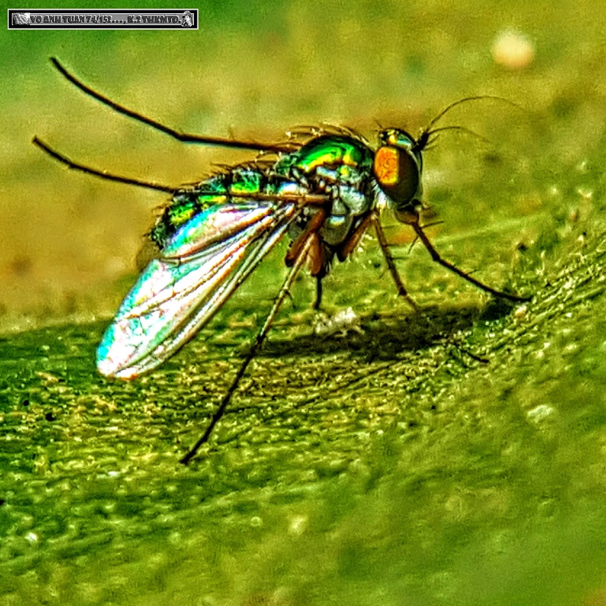 Indochina Long Legged Fly