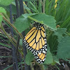 Monarch Butterfly