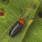 Beetle with enlarged antennomere