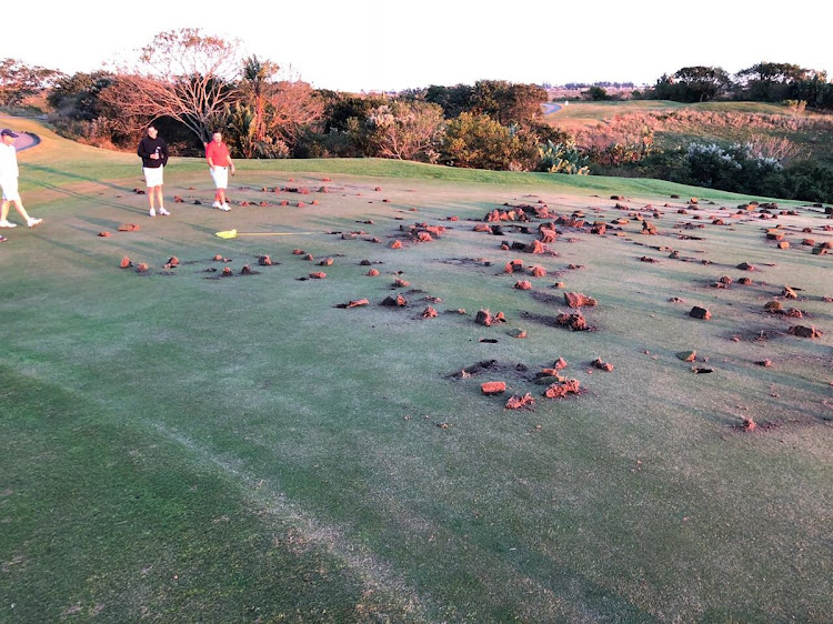 A group of people hacked at the greens on six of the Wild Coast Sun golf course’s 18 holes.