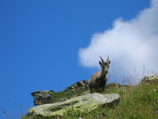 In  Libertà di rainwind