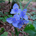 Ohio Spiderwort (Bluejacket)