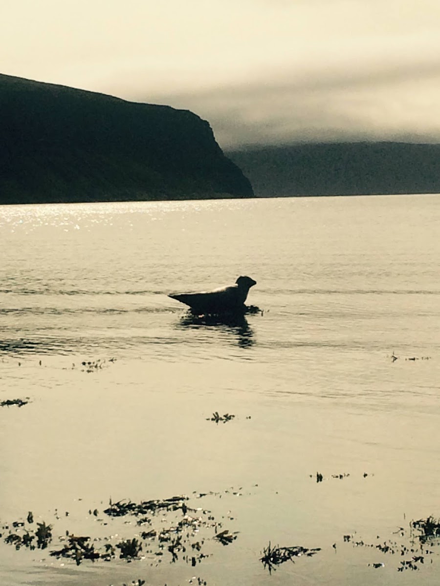 Harbour Seal or Common Seal