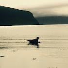 Harbour Seal or Common Seal