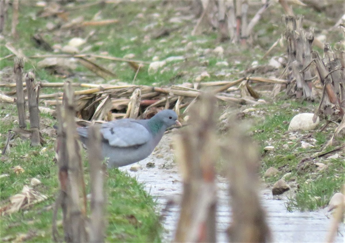 Stock Dove