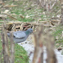 Stock Dove