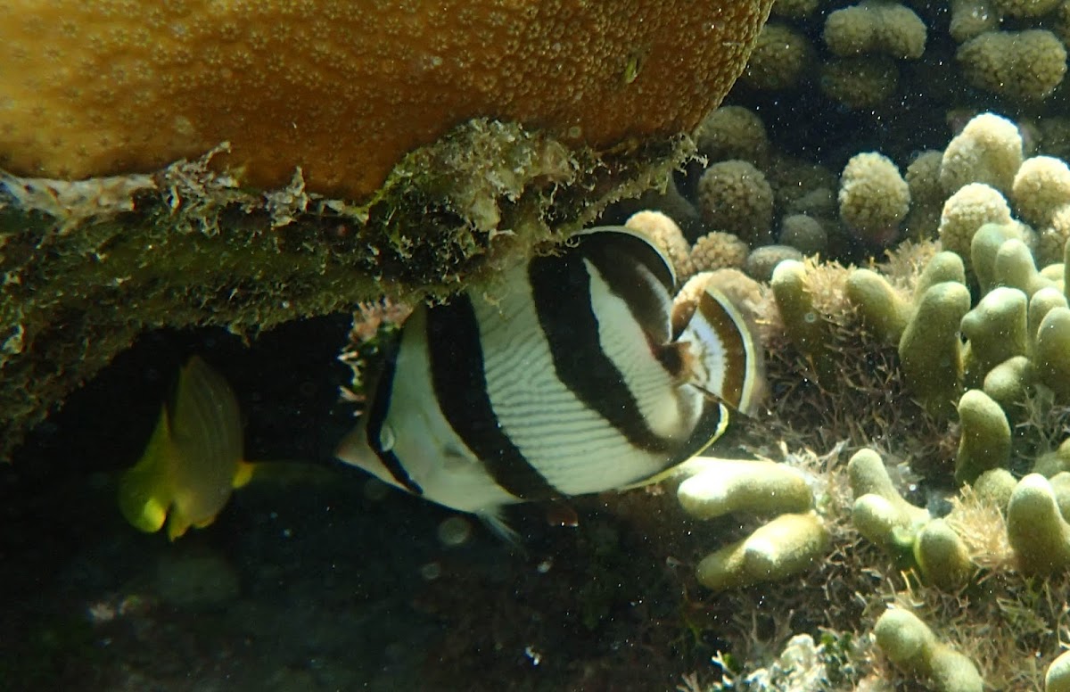 Banded Butterflyfish