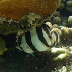 Banded Butterflyfish