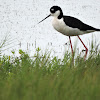 Black-necked stilt