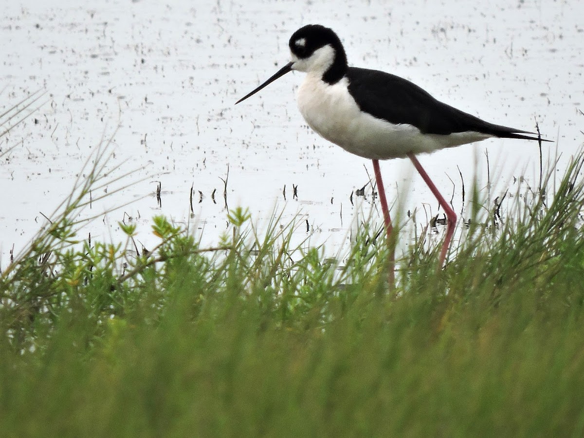 Black-necked stilt