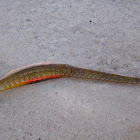 Double-ended Pipefish