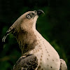 CRESTED HAWK EAGLE